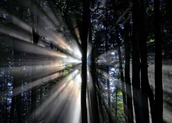 light forest