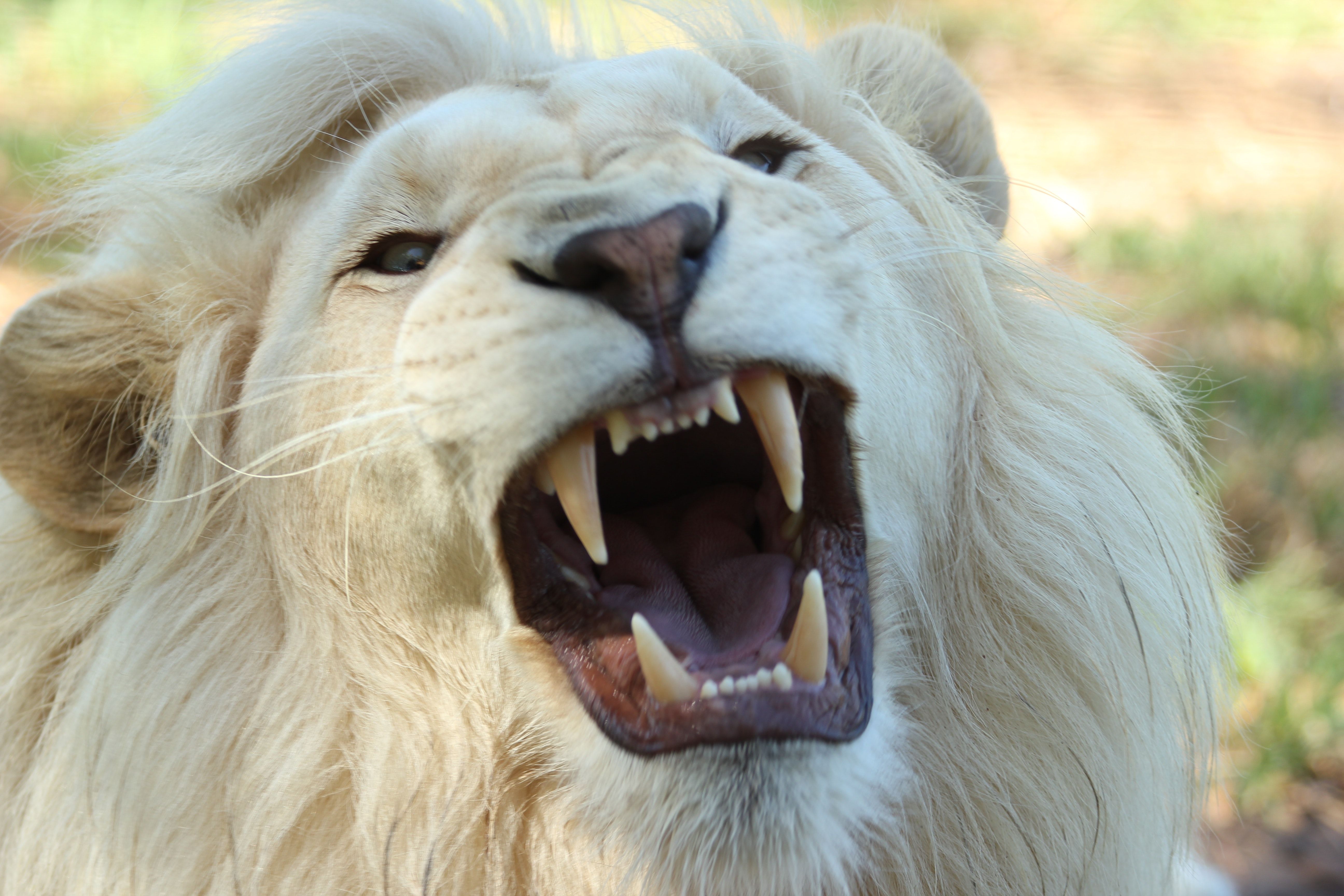 Lion roaring